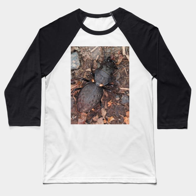 Greater Night-stalking Tiger Beetle Baseball T-Shirt by SDym Photography